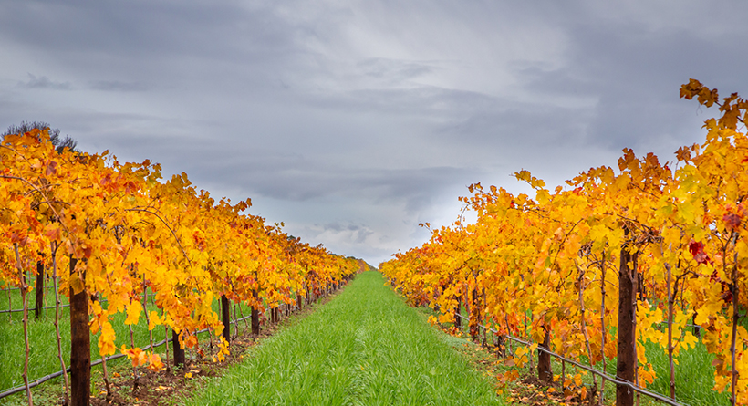 Schild Estate Vineyard in Autumn 